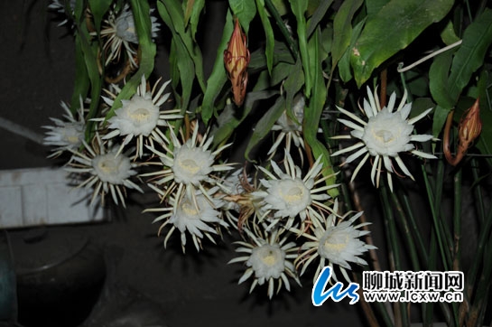 20朵昙花夏至绽放.jpg