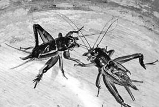 QQ图片20130903142138.jpg
